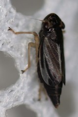 Evacanthus nigramericanus
