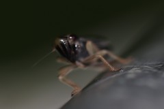 Evacanthus nigramericanus