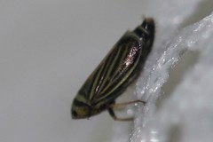 Amblysellus curtisii