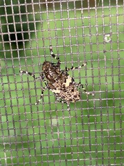 Aegomorphus quadrigibbus