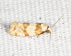 Aethes argentilimitana
