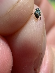 Coniatus splendidulus