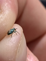 Coniatus splendidulus