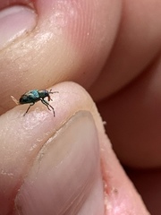 Coniatus splendidulus