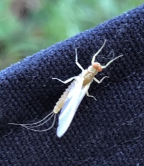 Ephemerella