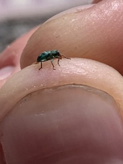 Coniatus splendidulus