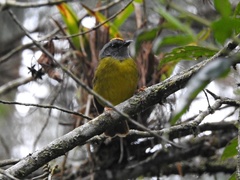 Myiothlypis coronata