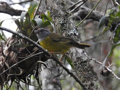 Myiothlypis coronata