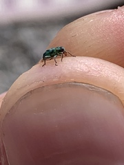 Coniatus splendidulus