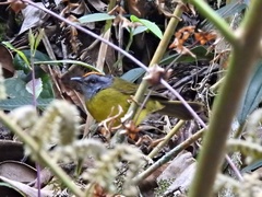 Myiothlypis coronata