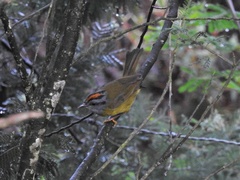 Myiothlypis coronata