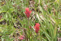 Castilleja rhexiifolia