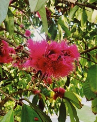 Syzygium malaccense