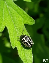 Zygogramma malvae