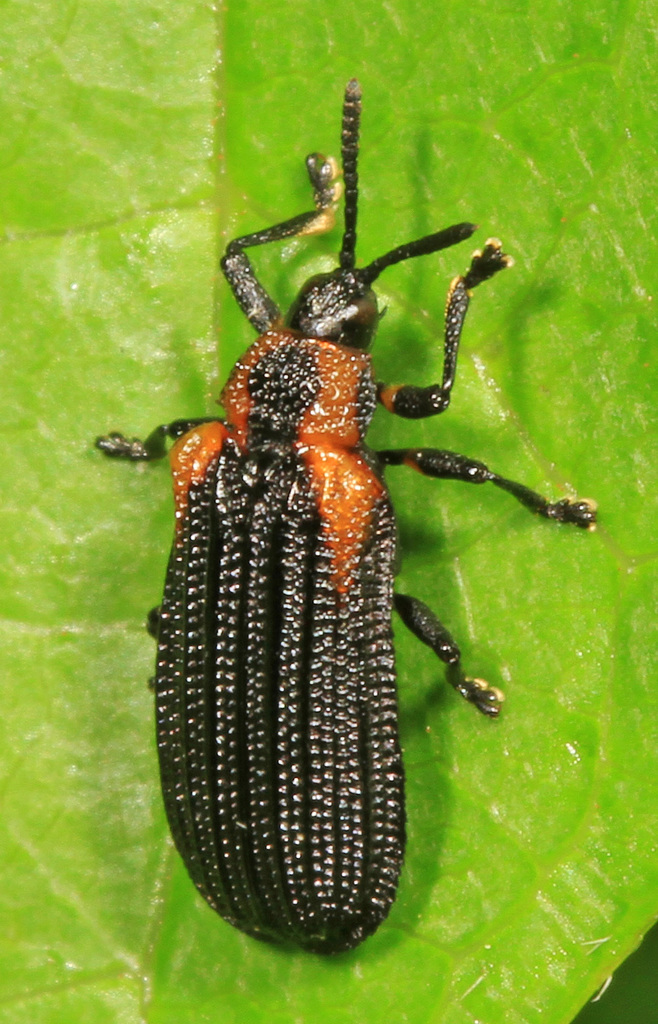Orange-shouldered Leafminer