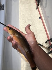 Halichoeres californicus