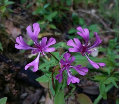 Clarkia concinna concinna