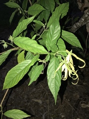 Cananga