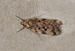 Barea exarcha