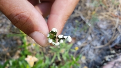 Pentagramma triangularis semipallida