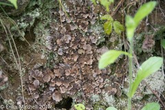 Peltigera evansiana