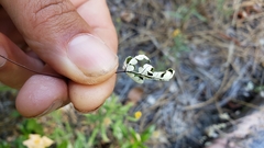 Pentagramma triangularis semipallida