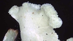 Hypotrachyna sinuosa