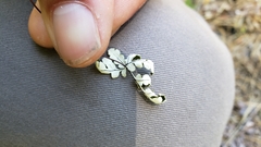 Pentagramma triangularis semipallida
