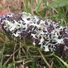 Hypotrachyna sinuosa