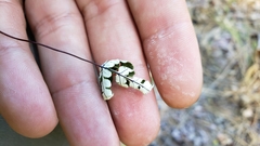 Pentagramma triangularis semipallida