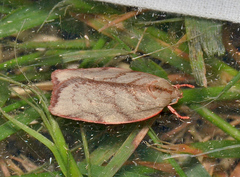Euchaetis inceptella