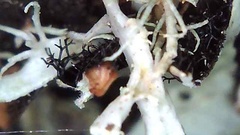 Hypotrachyna sinuosa