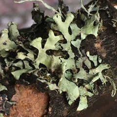 Hypotrachyna sinuosa