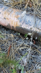 Pentagramma triangularis semipallida