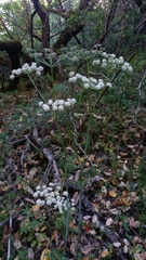 Angelica californica