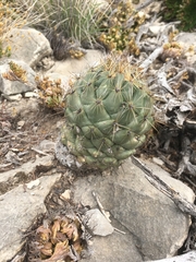 Coryphantha salinensis