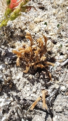 Aphyllon franciscanum