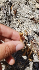 Aphyllon franciscanum