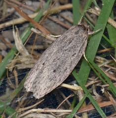 Agriophara cinderella