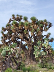 Yucca decipiens