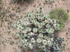 Yucca decipiens