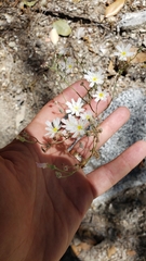 Malacothrix floccifera