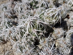 Grusonia
