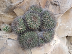 Mammillaria melanocentra melanocentra
