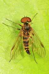 Chrysopilus fasciatus