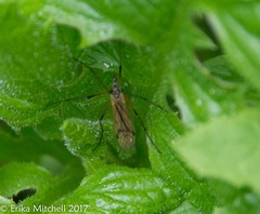Prionolabis rufibasis