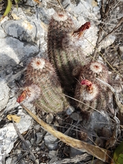 Echinocereus armatus