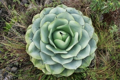 Agave ovatifolia