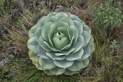 Agave ovatifolia