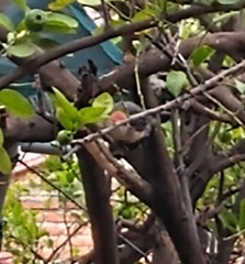 Melanerpes aurifrons